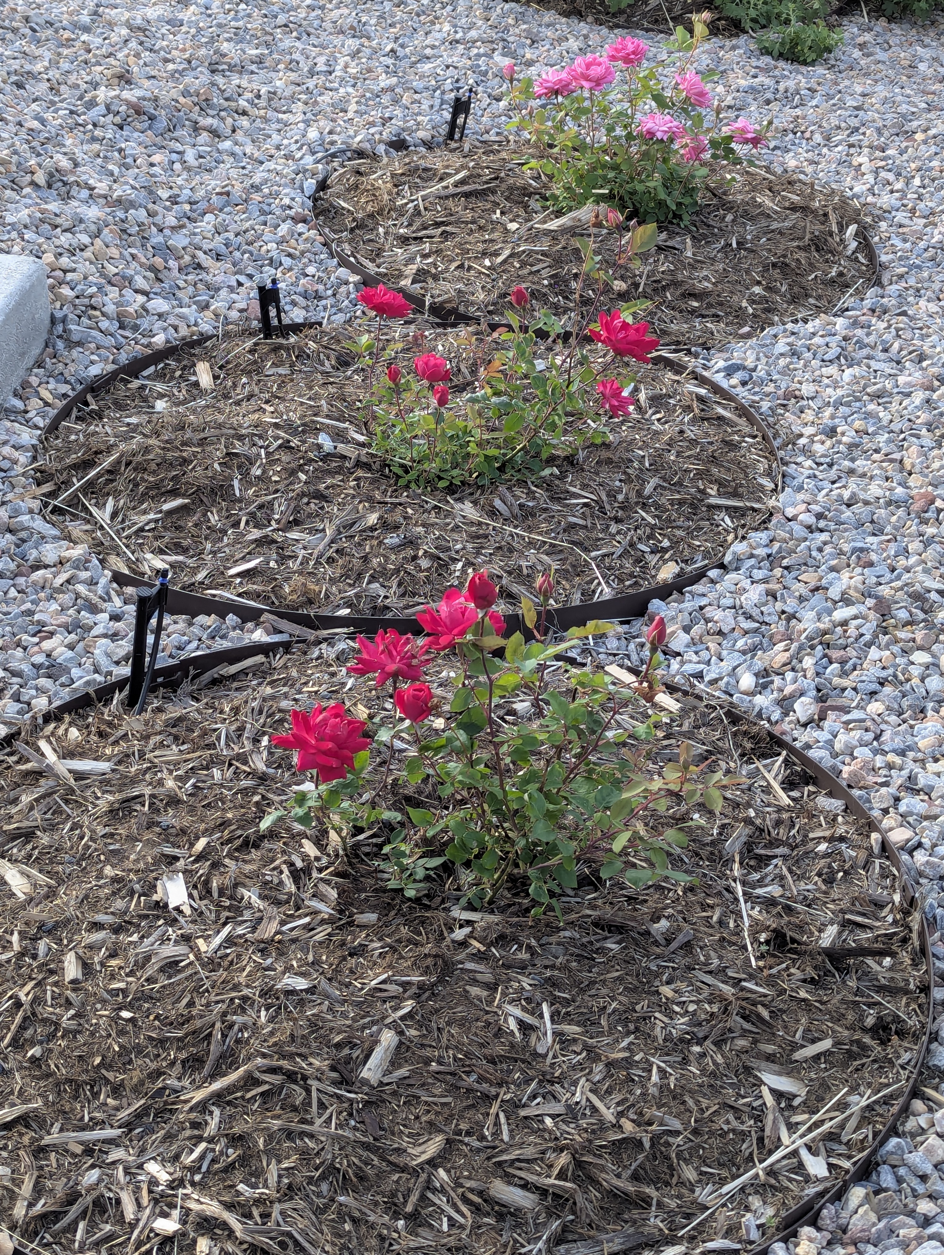 Garden, Flowers, Morrison, Colorado